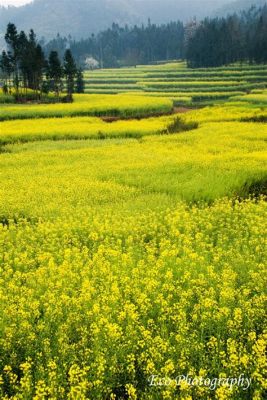 羅平九龍梯田！緑の階段と壮大な景色を体験！